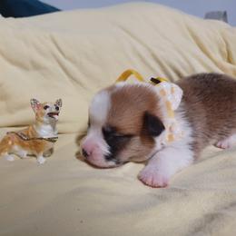 Black Thumb's Call The Bet - Red male Pembroke Welsh Corgi puppy in Easley, South Carolina from Rachael Singletary