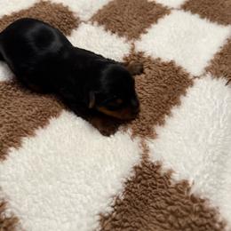Girl 3 - Black and tan female Yorkshire Terrier puppy in Bakersfield, California from Tiny Tails Yorkies