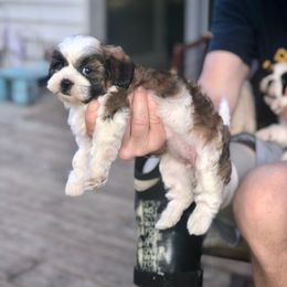 Gertie - Gold and white female Shihpoo puppy in Eldon, Missouri from B&B Designer Shihpoo’s