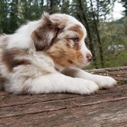 Australian Shepherd Puppies from Middle Fork Australian Shepherds
