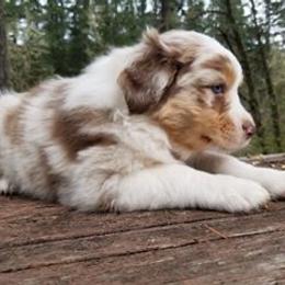 Australian Shepherd Puppies from Middle Fork Australian Shepherds