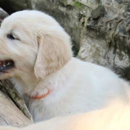 Golden Retriever Puppies from The Golden Court