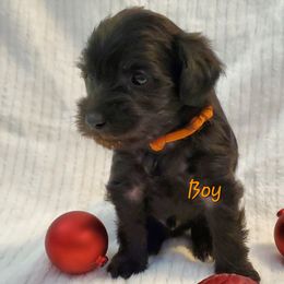 Boy 2 - Schnoodle puppy in Leitchfield, Kentucky from Eveleigh Acres Puppies