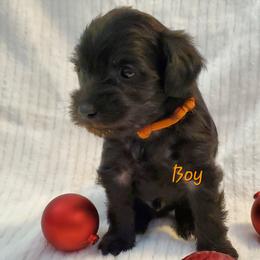 Boy 2 - Schnoodle puppy in Leitchfield, Kentucky from Eveleigh Acres Puppies