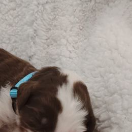 Aussiedoodle Puppies from Southern Charm Doodles