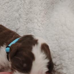 Aussiedoodle Puppies from Southern Charm Doodles