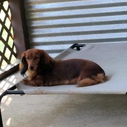 "Ruby, shaded red." Dachshund Puppies from BleuBayou Dachshunds