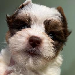 Charm - Chocolate, tan and white female Yorkshire Terrier puppy in Georgia from Berggipfel Yorkies