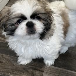 Full AKC- Boba - Fawn sable male Pekingese puppy in Pennsylvania from Triple I Pekes