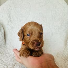 Orange - male Golden Mountain Doodle puppy in Leander, Texas from Olive Grove Doodles