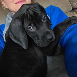 Kiva - Black female Great Dane puppy in Cottage Grove, Oregon from Divine Rottweilers