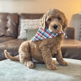 Pigpen (Teal Collar) - Red  male Goldendoodle puppy in Bay City, Texas from Charming Doods Goldendoodles