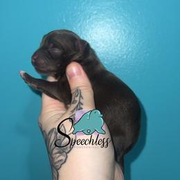 Flynn - Chocolate and tan male Pomeranian puppy in Perry County, Ohio from Speechless Pom’s