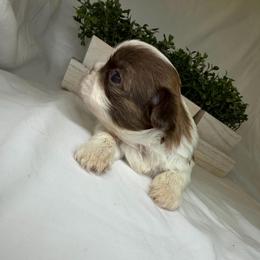 Rosie - Black gold and white female Shih Tzu puppy in Bullhead City, Arizona from Arizona Shih Tzu Land