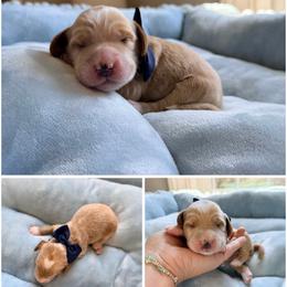 Reese - Caramel cream male Australian Labradoodle puppy in Summerfield, North Carolina from Four Oaks Labradoodles