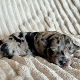 Nova - Blue merle female Miniature Australian Shepherd puppy in New Hampton, Iowa from Full River Australian Shepherds