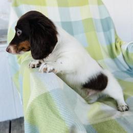 Boy 3 - Piebald male Dachshund puppy in Oklahoma from DRB Dachshunds