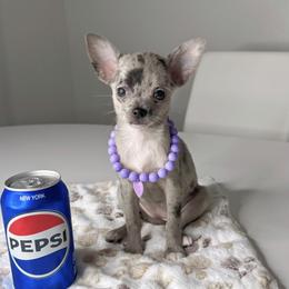 Chihuahua Puppies from Petite Pups LLC