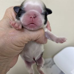 Shih Tzu Puppies from Willow Lane Shih Tzus