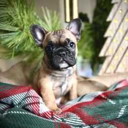 Tricks - Fawn French Bulldog puppy in Ann Arbor, Michigan from Fabulouslee French