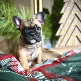 Tricks - Fawn French Bulldog puppy in Ann Arbor, Michigan from Fabulouslee French