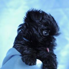 Affenpinscher and Lagotto Romagnolo Puppies from Skyfall and Morena