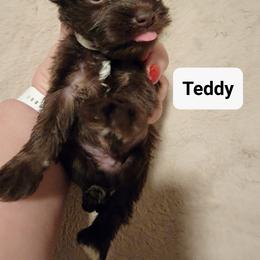 Miniature Schnauzer Puppies from Little Schnauzer Paws