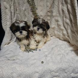 Shih Tzu puppies from Dream on puppies