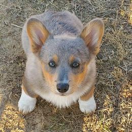 Smoky - American Corgi