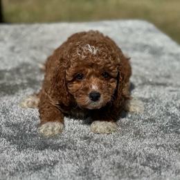 Boy 3 - Red  male Goldendoodle puppy in Cuero, Texas from Firestorm Kennel