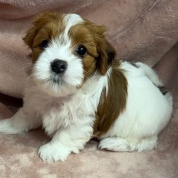 Butterscotch - Red female Havanese puppy in Maryville, Missouri from Dreamworks Havanese