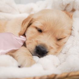 Golden Retriever, Miniature American Shepherd, and Siberian Husky Puppies from HuskiesAndGoldensWithFinesse