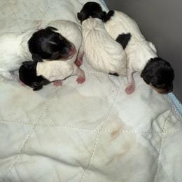 Riley Pup 2 - White black and tan male Toy Fox Terrier puppy in Clermont, Florida from Debbie Hiles's Toy Fox Terriers