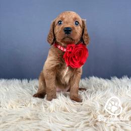 Aura - Sable female Goldendoodle puppy in Utah County, Utah from Big Hearted Breeders