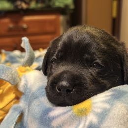 Girl 1 - Black female Labrador Retriever puppy in Fitchburg, Massachusetts from Sunny Hill Farm Labradors