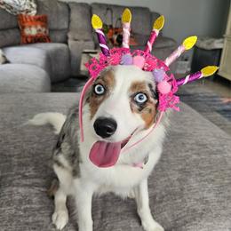 Toy Australian Shepherd All Grown Up from Under the Oak Aussies