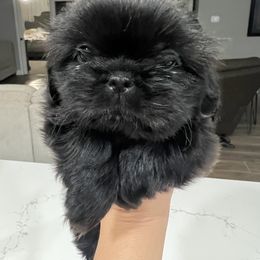 Cavapoo and Shihpoo Puppies from Haus of Doodles