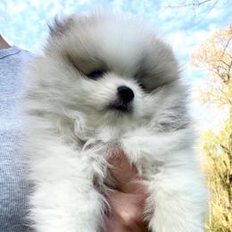 MARCO AKC - Cream sable parti male Pomeranian puppy in Pavilion, New York from Calverton Pomeranians