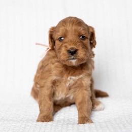 Muffin - Red  female Goldendoodle puppy in Meridian, Idaho from Country Club Doodles