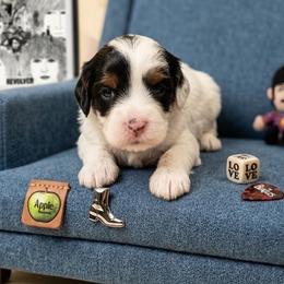 George - Tri-color male Australian Labradoodle puppy in Decatur, Alabama from Southern Meadows Doodles