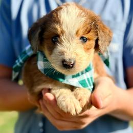 Finn - Red merle male Aussiedoodle puppy in Eastman, Georgia from Dood B Ranch