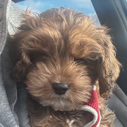 Cavapoo Puppies from Panda Puppies