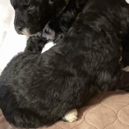 Poodle Puppies from Amanda Winrotte