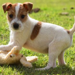 Arlo - Tan and white male Jack Russell Terrier puppy in Menifee, California from Wendover Terriers