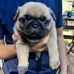 Piper - Fawn female Pug puppy in Cedar Rapids, Iowa from Greener Hills Pugs