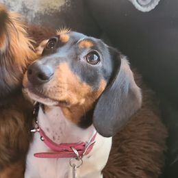 Dachshund All Grown Up from Jerseys Blue Moon Doxies