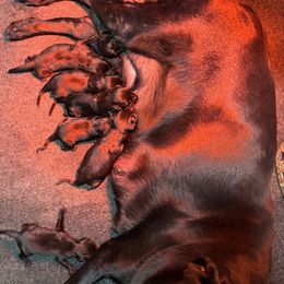 Boy 1 - Black male Labrador Retriever puppy in Mount Olive, Mississippi from 3 King Kennels