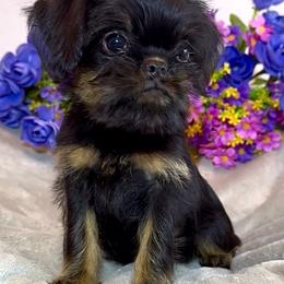 Lucille - Black and tan female Brussels Griffon puppy in Litchfield Park, Arizona from Melody Lane Brussels Griffons