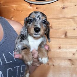 Boy 6 - Dapple male Dachshund puppy in Cheyenne, Wyoming from Great Basin Hounds