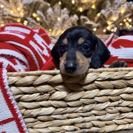 Boy 3 - Black and cream male Dachshund puppy in Crossville, Tennessee from Golden Creek Farm